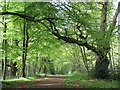 Forest Track, Swinley Park