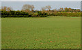 Crop near Long Itchington