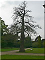 SJ8189 : Sweet Chestnut Tree, Wythenshawe Park by Eirian Evans