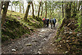 Buckland Monachorum: near Tavy Cottage