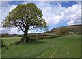 Oak by the path near Stockham