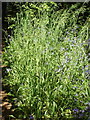 Wood Millet, a grass in Perivale Wood