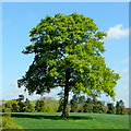 Fine specimen oak