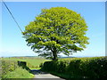 Oak by Deepdean Lane