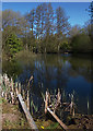 SE8339 : Fishing pond, near Market Weighton by Paul Harrop
