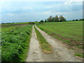 Farm Track off the A165