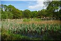 Backwarden Pond