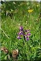 Anacamptis morio