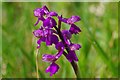 Green Winged Orchid