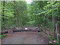 Track in Lundimore wood