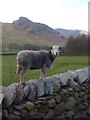 NY2906 : Sheep in Great Langdale by Darrin Antrobus