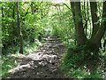 Bridleway through woodland S of Trawler