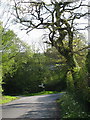 ST5107 : Signpost near Higher Halstock Leigh by Sarah Smith