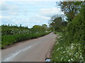 Lane to Broadclyst