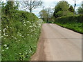 Lane near Whimple