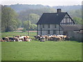 Cattle near Moat Cottage, Wyboston