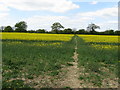 Parting in Rapeseed crop