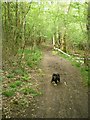 Footpath in Limekiln Wood