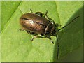 NS3878 : A Chrysomelid beetle by Lairich Rig