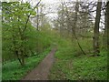 Footpath through woods above Stanhope Burn