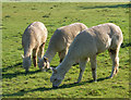 SP4770 : Toft Alpacas (2) by Andy F