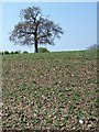 Field beans, Chickwell Farm