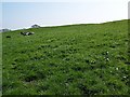 Cattle, Knoll Farm