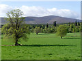 Parkland trees below Finzean House