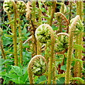 Welsh Dryopteris