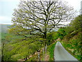 Lane from Cwm-mawr