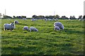 Sheep at Coscote