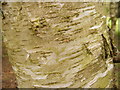 TL9386 : Silver Birch Bark by Geographer