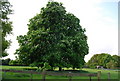 Chestnut Tree by the path from Moated House Farm