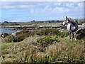 L7341 : Connemara Pony, Inis Ni/Inishnee by Maigheach-gheal