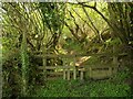 Footpath near Lustleigh