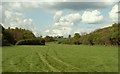 A meadow between two woods