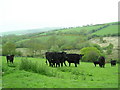 Welsh Blacks