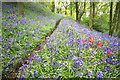 Path Through the Bluebells