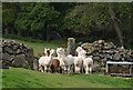 Alpacas near Westcott