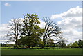 A clump of Three trees, Denne Park