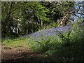 Bluebells in Woodcock Wood