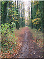 Tree-lined walk, St Michael