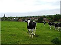 Sutton Bonington Cows