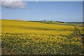 Rape Fields