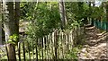 Bridleway on Terwick Common