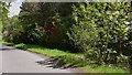 Lane on Terwick Common with rhododendrons