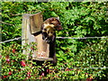 Pine Martin raiding Ness View Bird box