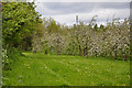 Orchard at Bartestree