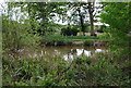 Pond by the Arun Valley Line