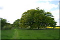 Trees by the footpath north of Rowfold Grange